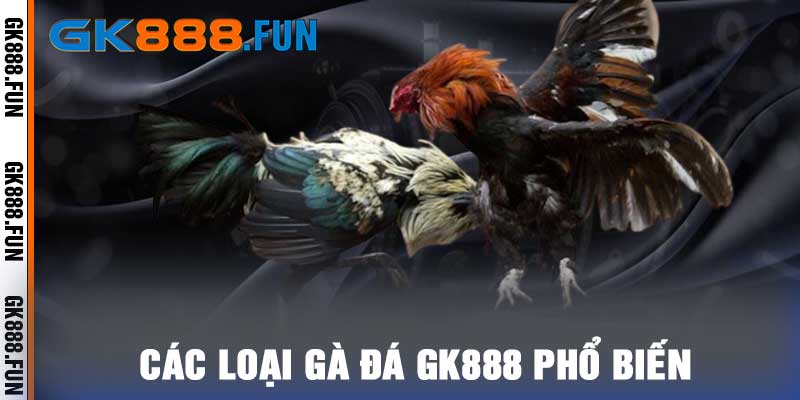 Các Loại Gà Đá GK888 Phổ Biến